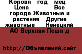 Корова 1 год 4 мец › Цена ­ 27 000 - Все города Животные и растения » Другие животные   . Ненецкий АО,Верхняя Пеша д.